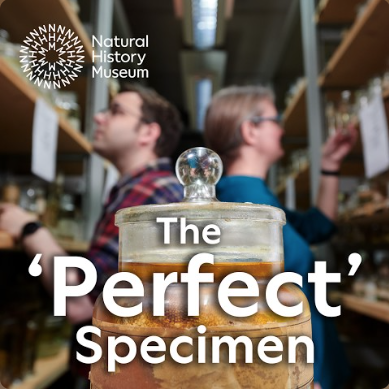 The Perfect Specimen