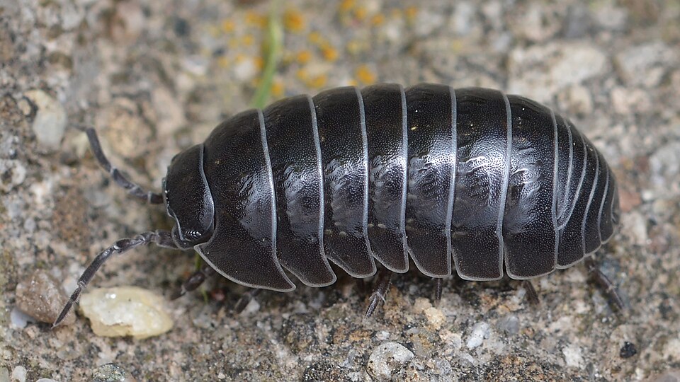 Common pill woodlouse (Armadillidium vulgare). Credit: Ryan Hodnett. License: CC BY-SA