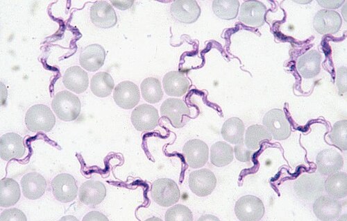 Trypanosoma evansi. Credit: Alan Walker. License: CC BY-SA