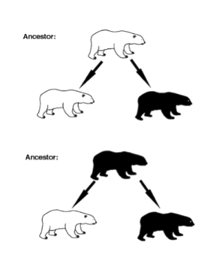 Figure 1.1: Hypothetical pathways for the evolution of coat colour in two species of bear.