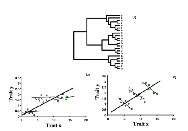 Figure 1.2: Problems of phylogenetic non-independence in hypothetical datasets.
