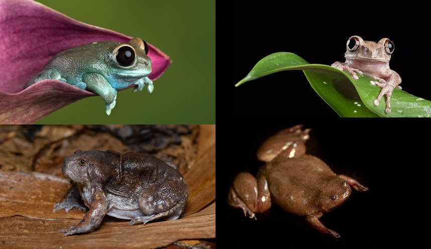 Frog eyes are really variable. Two tree frogs with large eyes and a burrowing frog and an aquatic frog with tiny eyes. Image credits: hehaden/Flickr CC BY-NC 2.0; Brian Gratwicke/Flickr CC BY 2.0, Rushen/Flickr CC BY-SA 2.0, Sue Cro/Flickr CC BY-NC 2.0