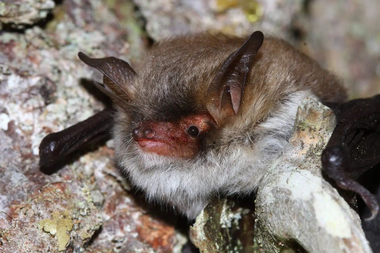 Myotis crypticus. Credit: Manuel Ruedi. License: CC BY-SA 4.0