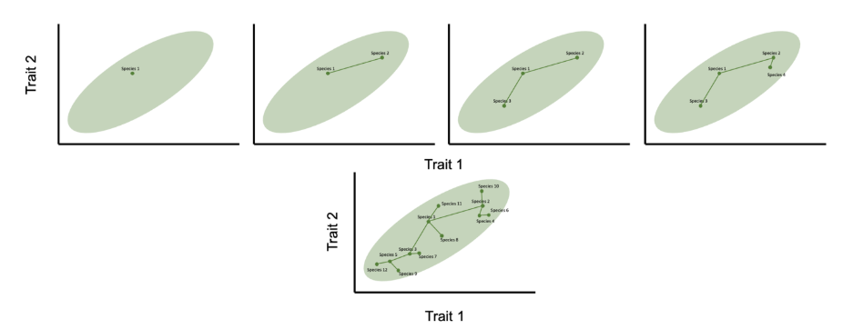 Figure 5.3: The development of a radiation according to Price’s niche-filling model. This example shows niches that relate to two species traits. The ellipse shows the possible distribution of traits: new niches can appear at random, with the traits required to exploit them being constrained within this region. The shape of the ellipse indicates that the traits are correlated. Beginning with an initial species, new niches arise sequentially, and species evolve to fill those niches. As shown, the new niches are invaded by evolution of the species closest in the niche space. The niche space fills as species are added: the figure shows the entry of the first four species, and the outcome of the radiation with 12 species.
