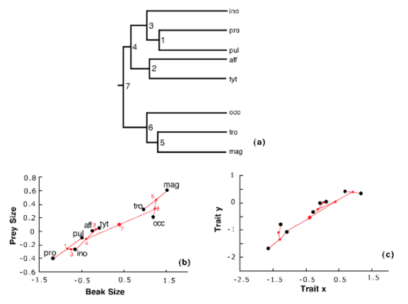 Figure 5.4: Ecology and the adaptive radiation of Phylloscopus warblers. (a) The phylogeny of the group. (b) The niche space of the radiation, measured by prey size and beak size of each species. The numbers correspond to the nodes in (a). (c) A dataset generated randomly according to the niche-filling model described above.
