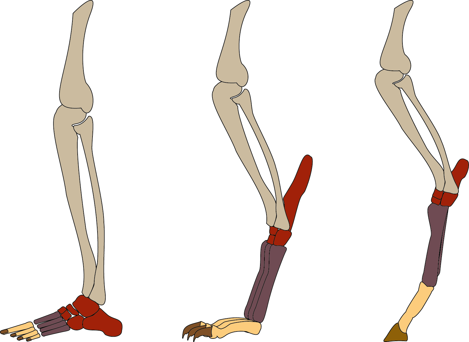 Plantigrade, digitigrade and unguligrade foot posture in mammals. Credit: Antoine ADAM. License: CC0
