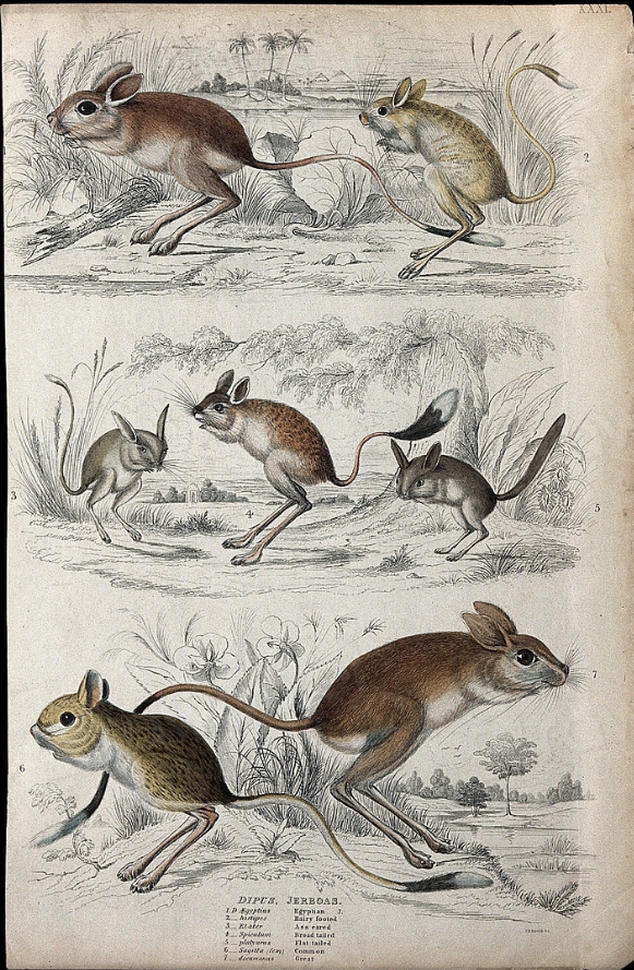 Figure 1.4: Phylogenetic signal in action: Closely-related species tend to be very similar to each other. Seven different species of the family of Dipodidaes (jerboas). Coloured etching by J. B. Mould. Original public domain image from Wellcome Collection. CC0.