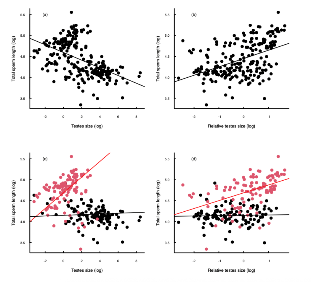 Figure 1.3: The importance of phylogeny when performing comparative analyses. These graphs show the relationship between sperm length and testes size (Figure 1(a) and (c)), and between sperm length and relative testes size (Figure 1(b) and (d)). In (a) and (b), the data are plotted for all species in the dataset and the solid lines show the linear regressions. In (c) and (d) the red points and lines represent the rodents, whereas the black points and lines are the other mammals.