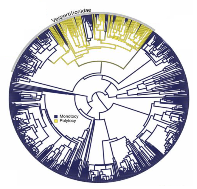 Garbino et al. 2021’s Figure 2A. Estimated pattern of the evolution of polytocy across Chiroptera using an All Rates Different (ARD) model of evolution.