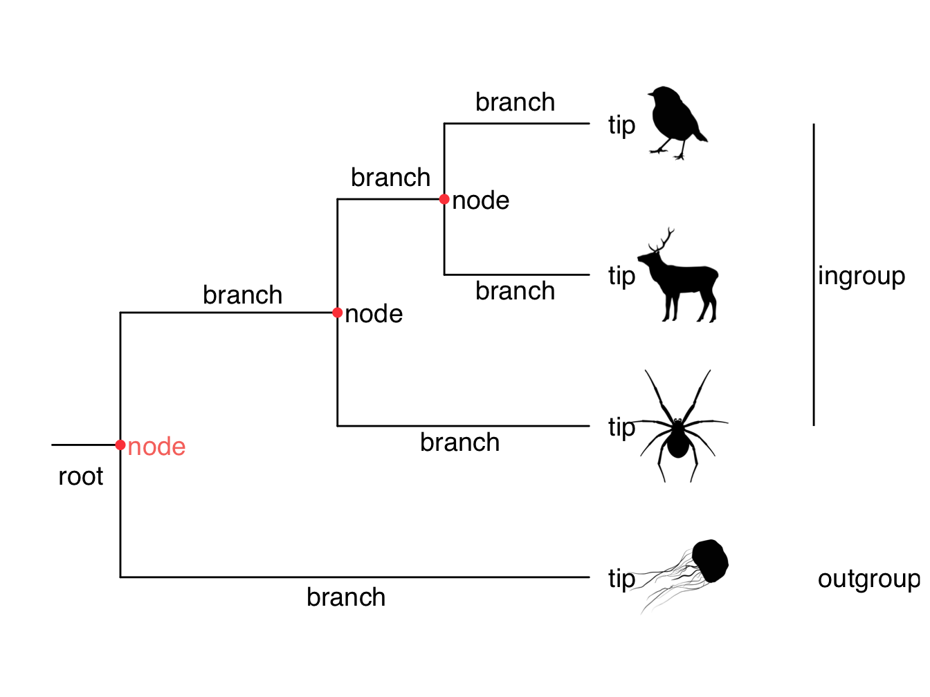 A simple phylogeny demonstrating the key features of phylogenetic trees.