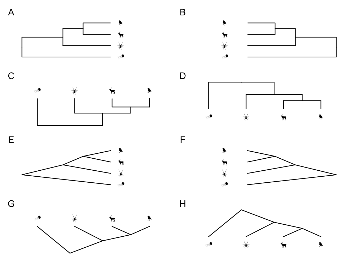 All of these phylogenies show the same species relationships, they are just presented in different ways