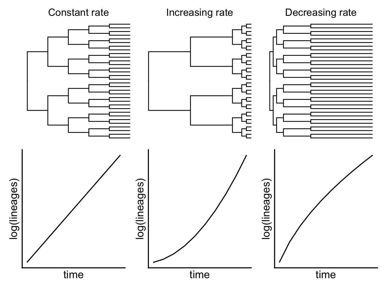 Trees with constant, increasing and decreasing rates of speciation.