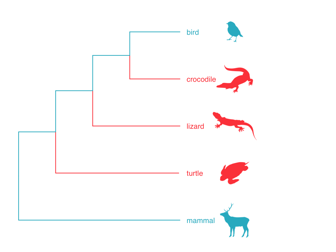 Phylogeny showing the relationships among birds, mammals and reptiles. Reptiles forms a paraphyletic group because birds is nested within it. The group formed by birds and mammals is a polyphyletic group.