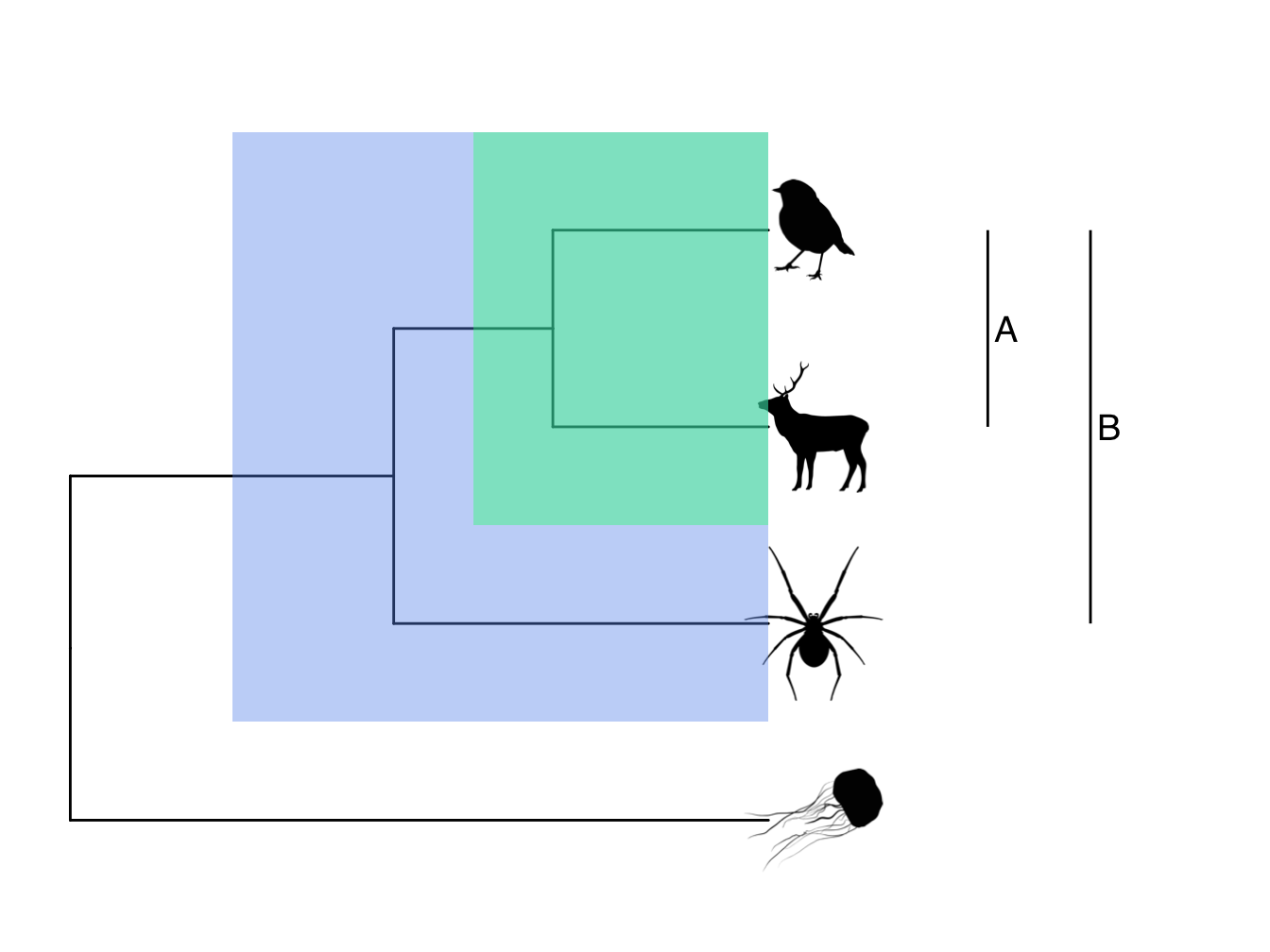 Phylogeny highlighting the monophyletic groups or clades. A is a clade made up of the mammal and the robin. B is the more inclusive clade including the mammal, the bird and the spider.