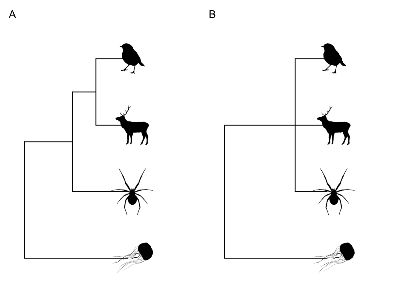 A fully resolved phylogeny (A) versus one with a polytomy (B). This polytomy suggests that the relationships among the mammal, the bird and the spider are unresolved.