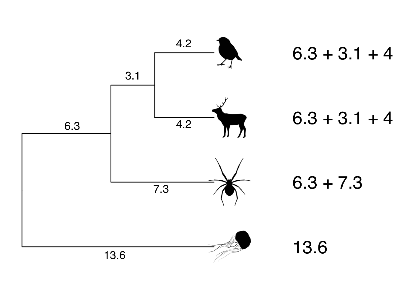 Phylogeny showing branch lengths. The root-to-tip distances for each tip taxon are 13.6